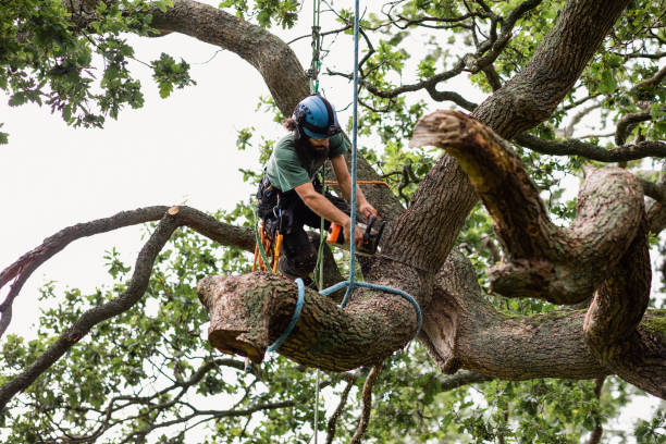 Best Tree Trimming and Pruning  in Kentwood, LA